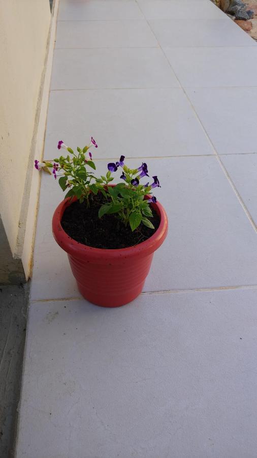 Casal Ostara Begonia Hotel Alto Paraiso de Goias Exterior photo